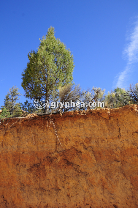 Sol désertique - gryphea.com